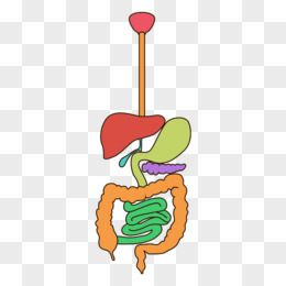 胃肠道卡通图片