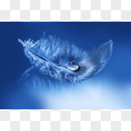 羽毛头像图片唯美蓝色图片