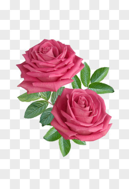 玫瑰花透明底色素材