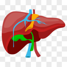 肝脏动画图片图片