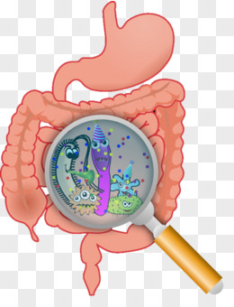手繪消化系統腸道卡通元素pngpsd手繪人體器官腸胃元素pngpsd卡通腸胃