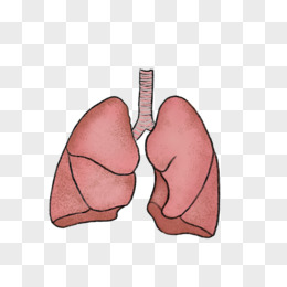 手绘内脏器官肺元素pngpsd卡通手绘插画胃元素pngpsd手绘卡通人体器官