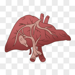 肝脏面手绘图图片