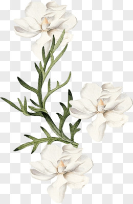 白色花卉图片素材_免费白色花卉PNG设计图片大全_第3页_图精灵