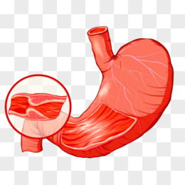 手绘人体器官胃部矢量元素