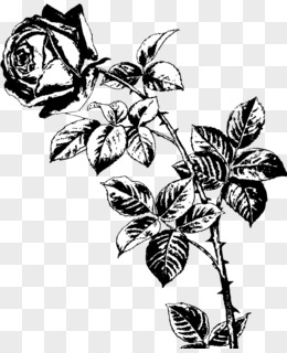 玫瑰花黑白图片素材